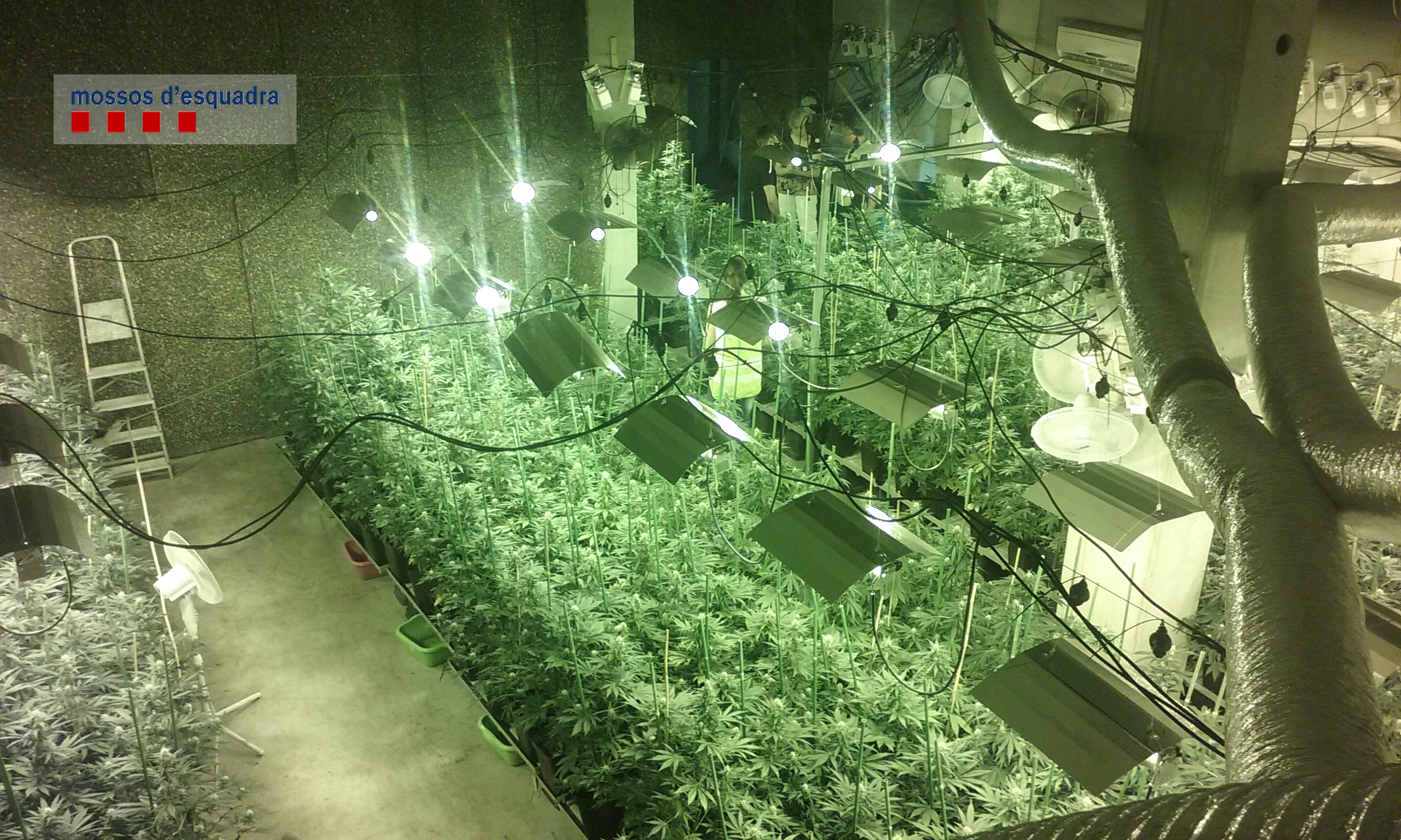 Marihuana Sant Cugat Sesgarrigues