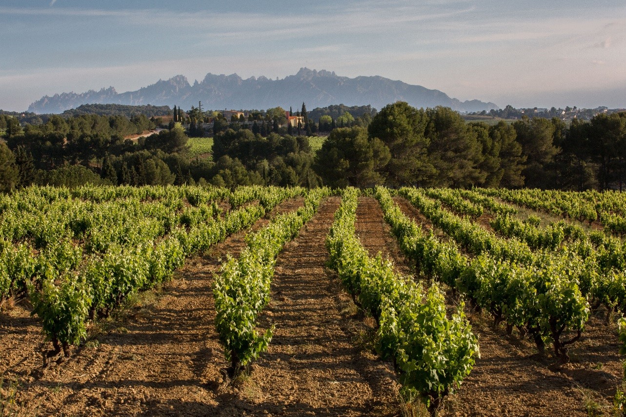 vendimia-cava-paraje-calificado