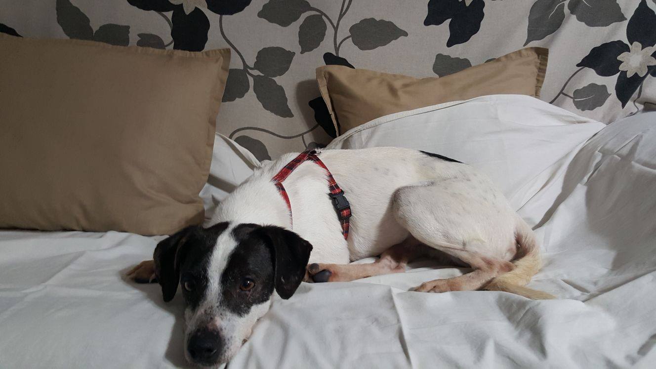 ndp-acollides-pel-fred