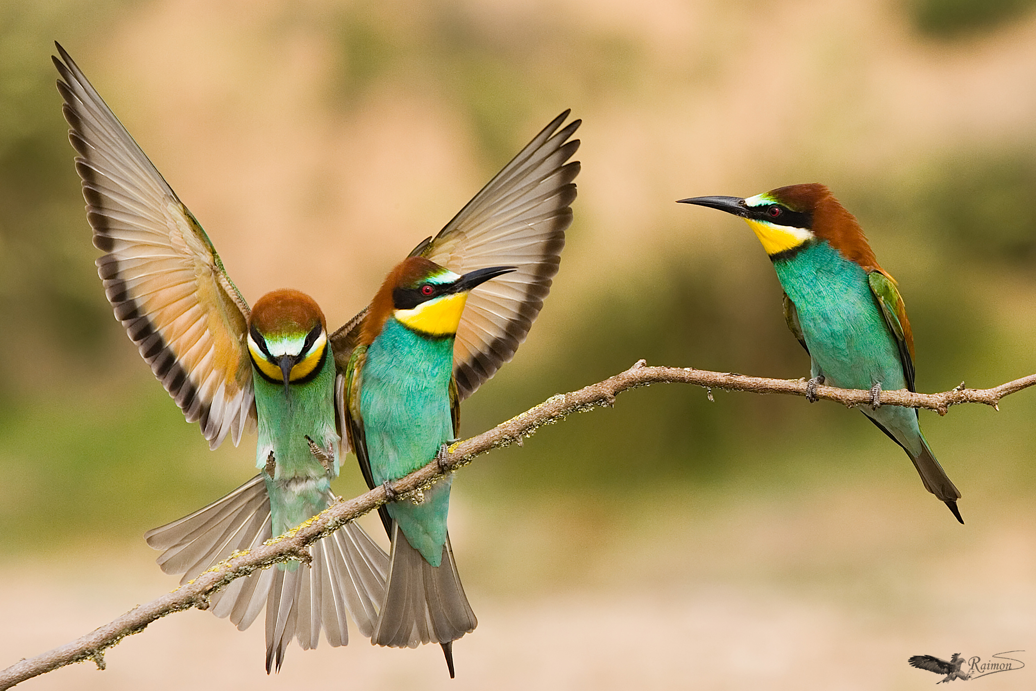10 anys fotografiant natura