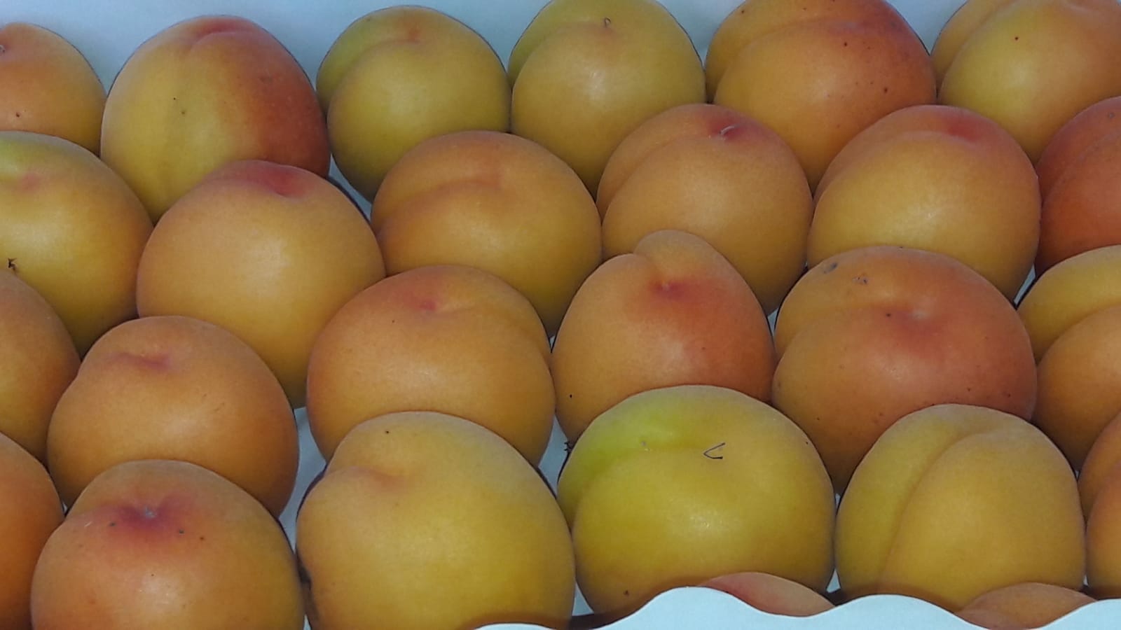 Albercocs 2018