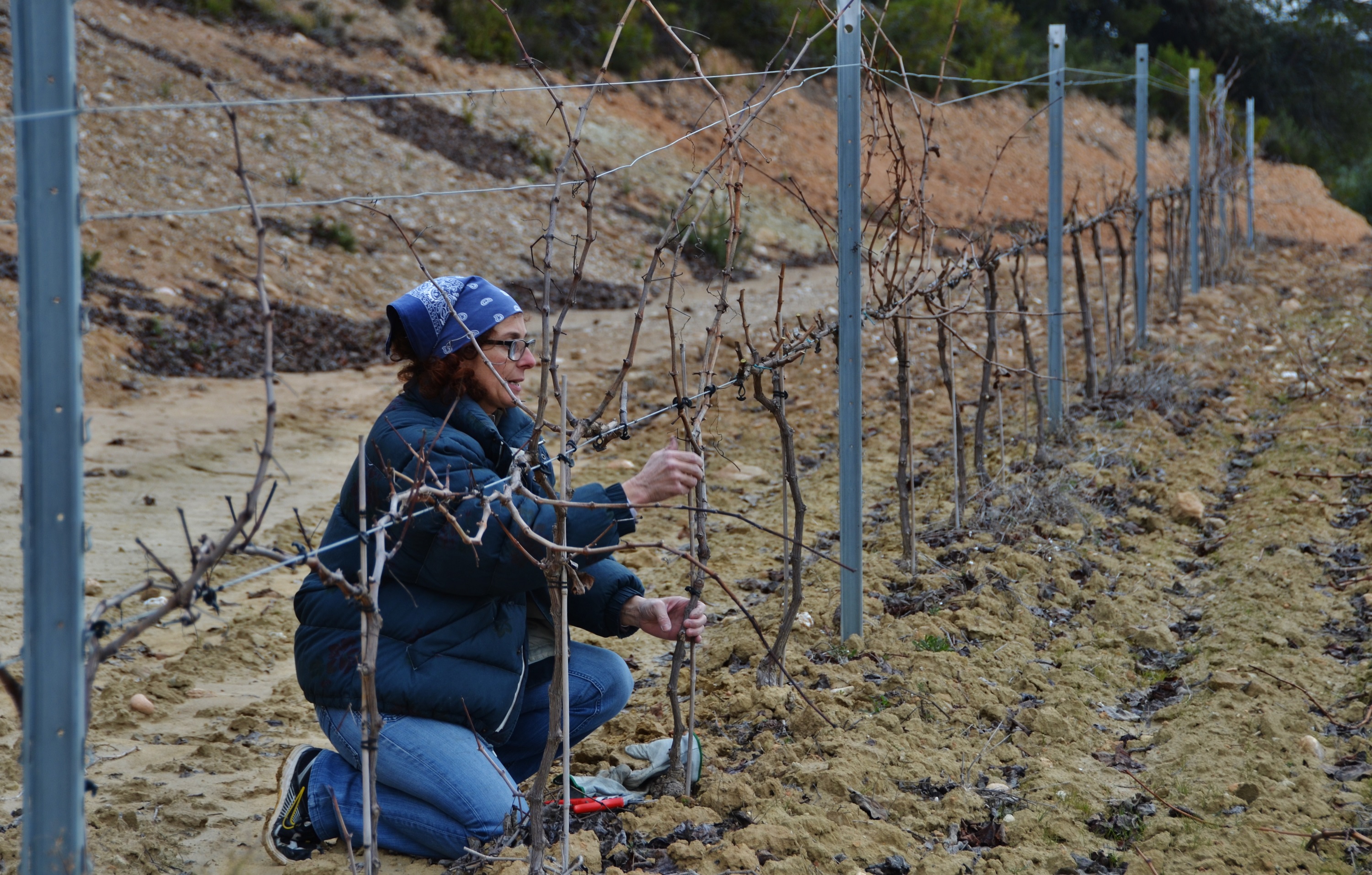 ISABEL VIDAL cap sectorial de la vinya de JARC – FOTOGRAFIA FETA PER MARIA ROSA FERRE