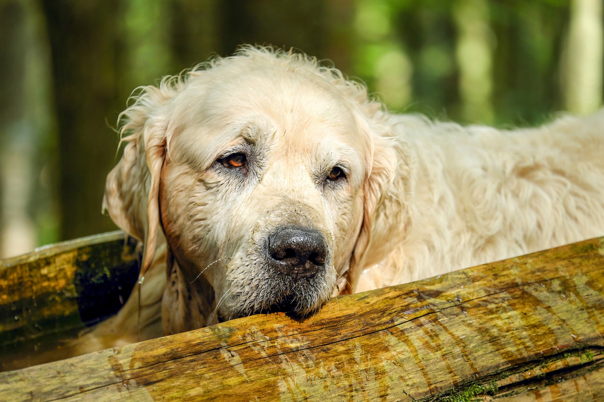 golden-retriever-2705639_1920