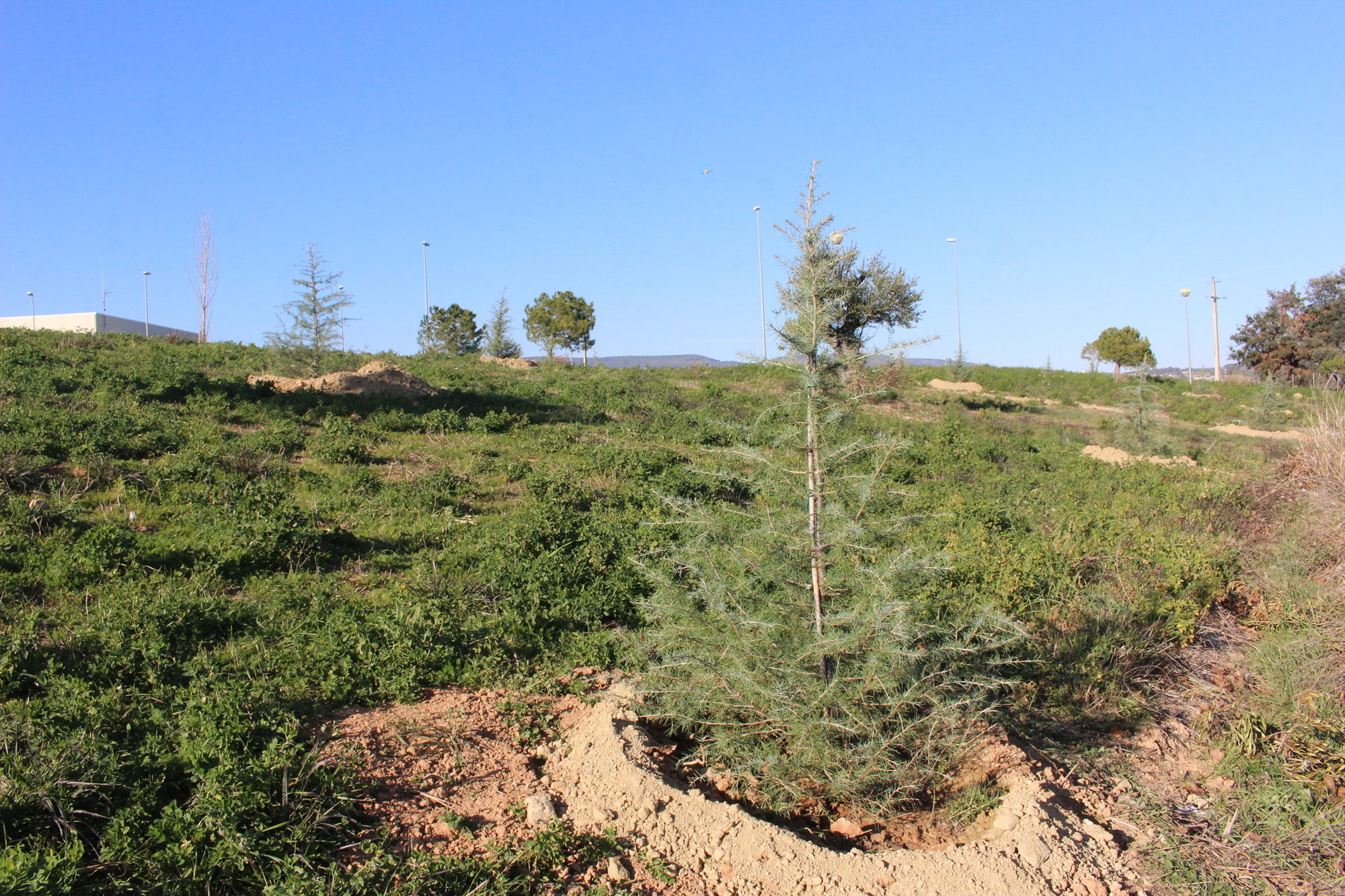 replantar arbres