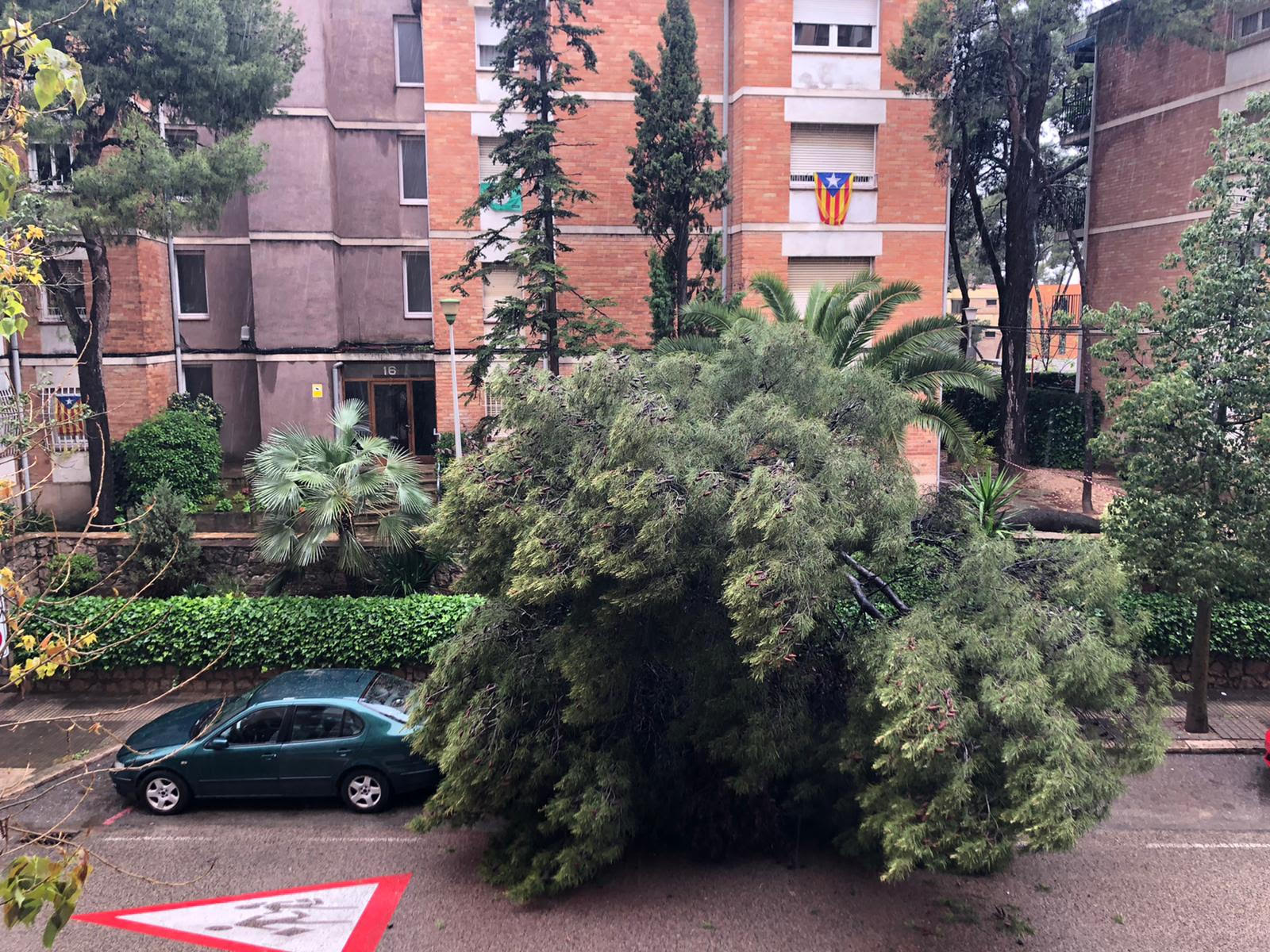 arbre caigut