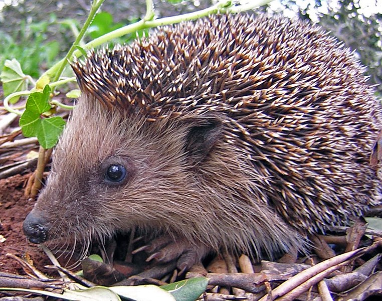 762px-Igel