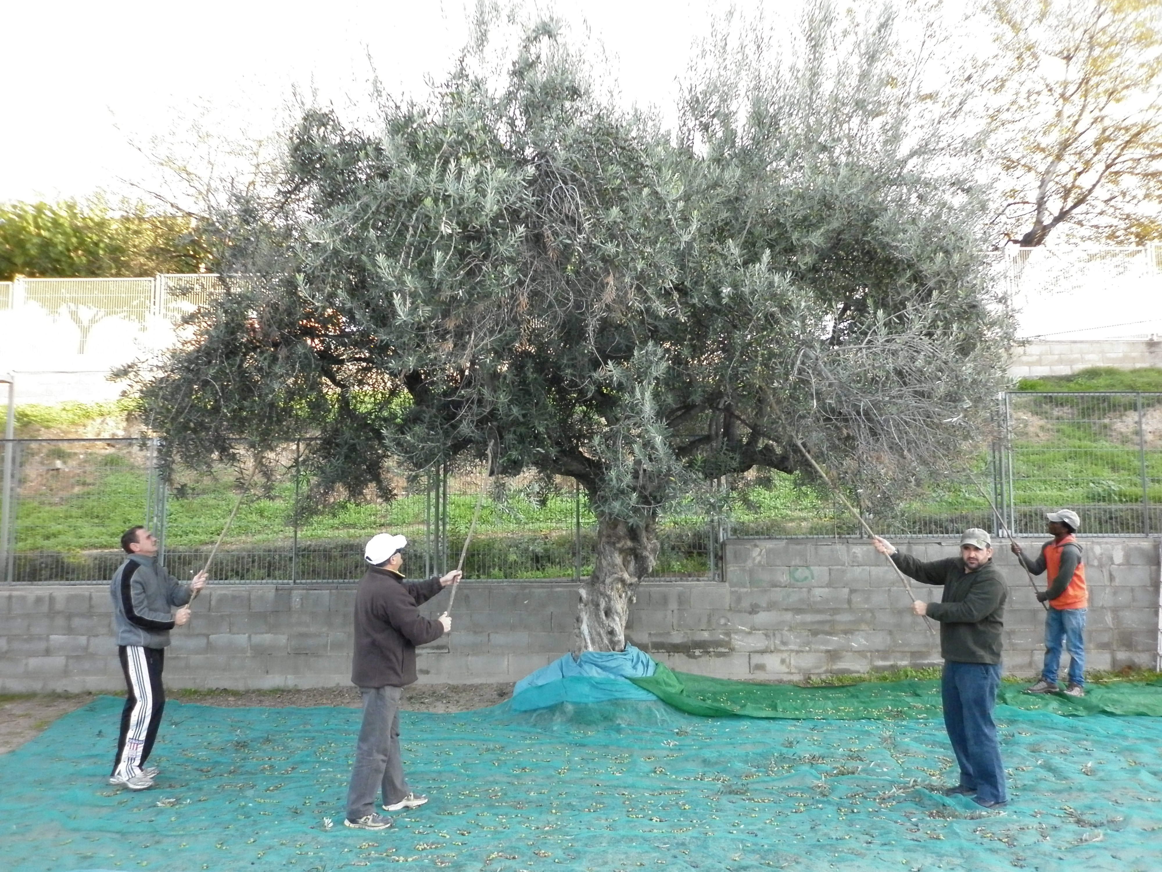 olives