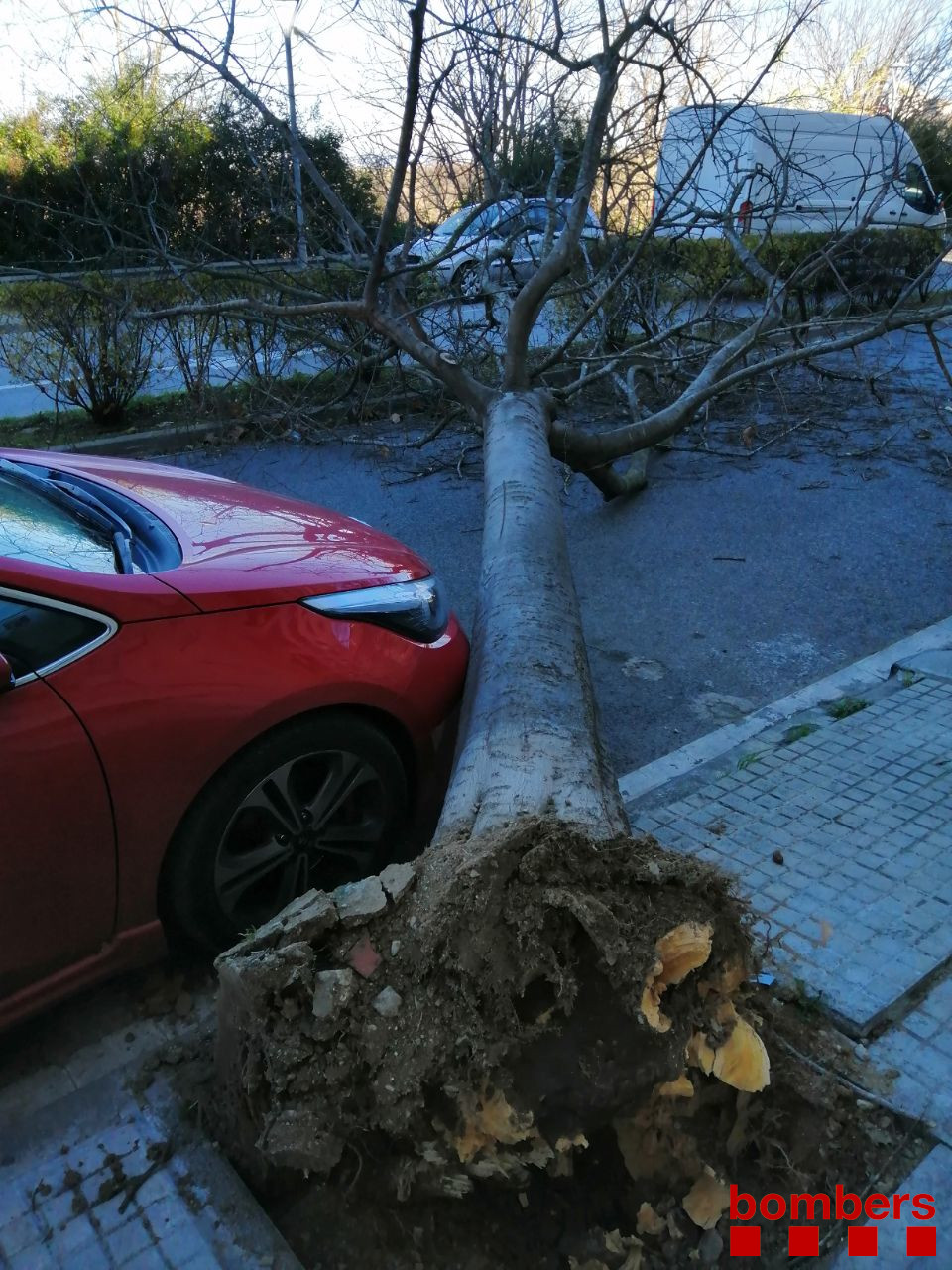 arbre bombers