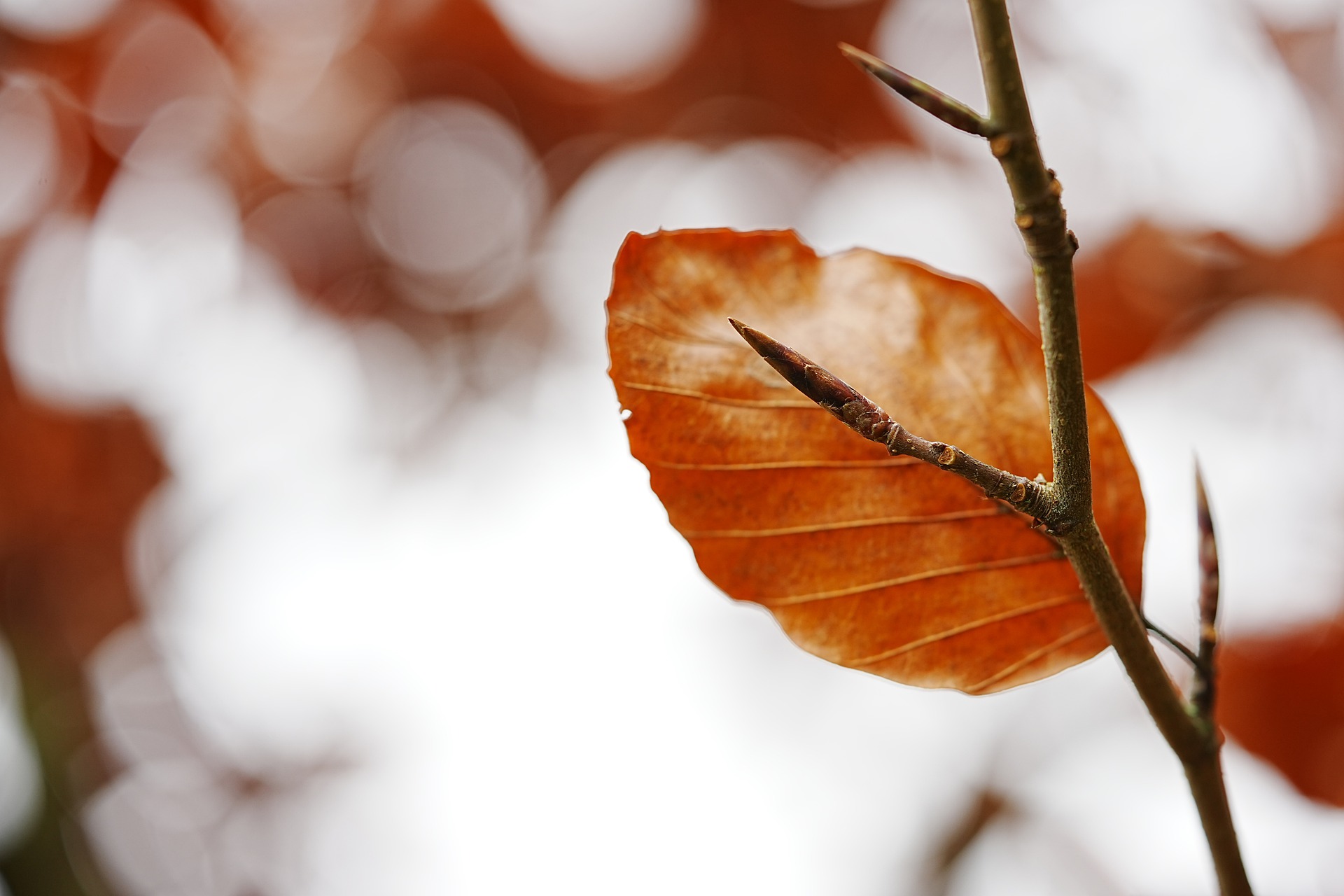leaves-g34dfaf73a_1920