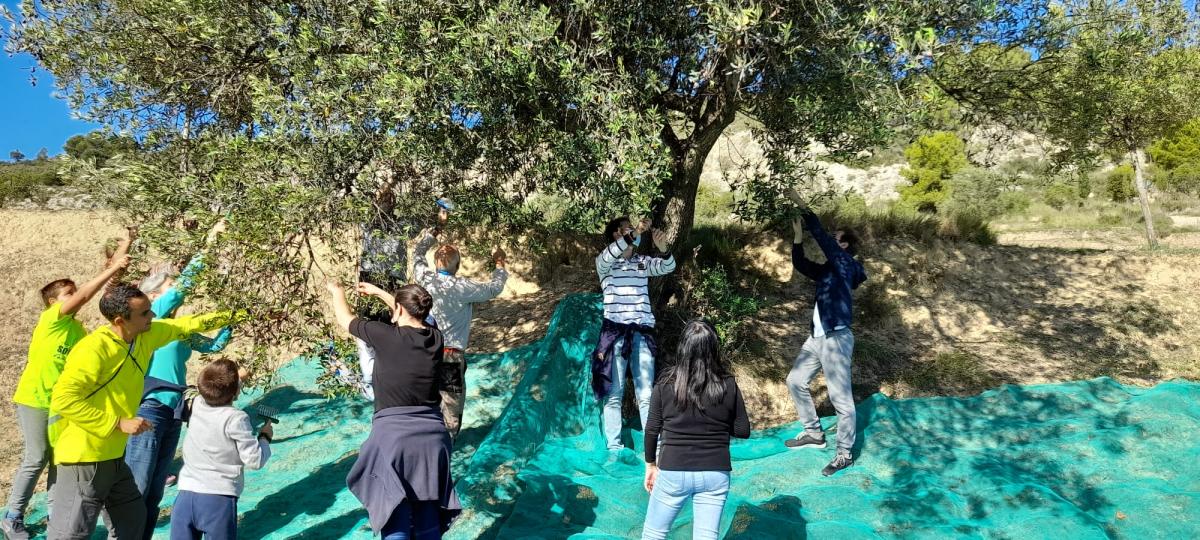 24_10_21_collir_olives_sant_pau_0