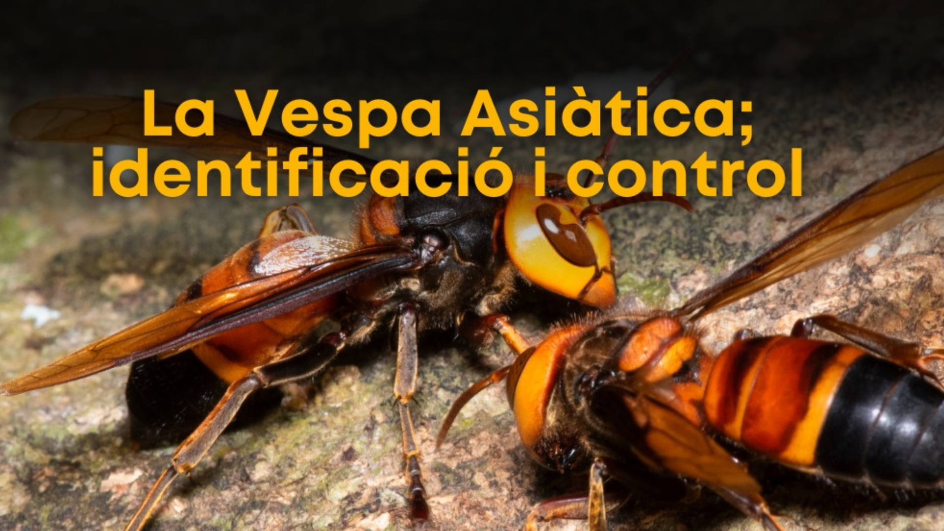 vespa