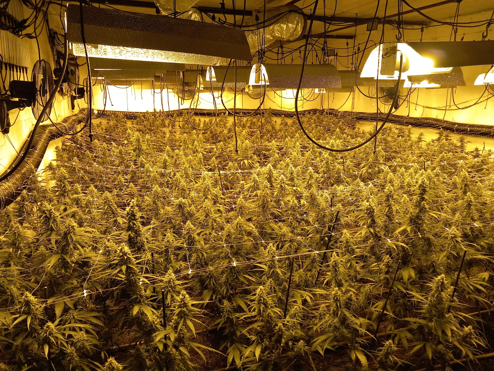 230731 053-RPMS Els Mossos d’Esquadra desmantellen una plantació amb més de 1.000 plantes de marihuana a Gelida