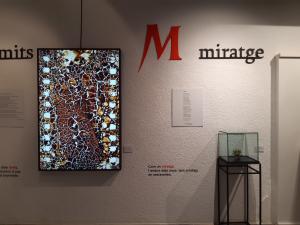 exposicions