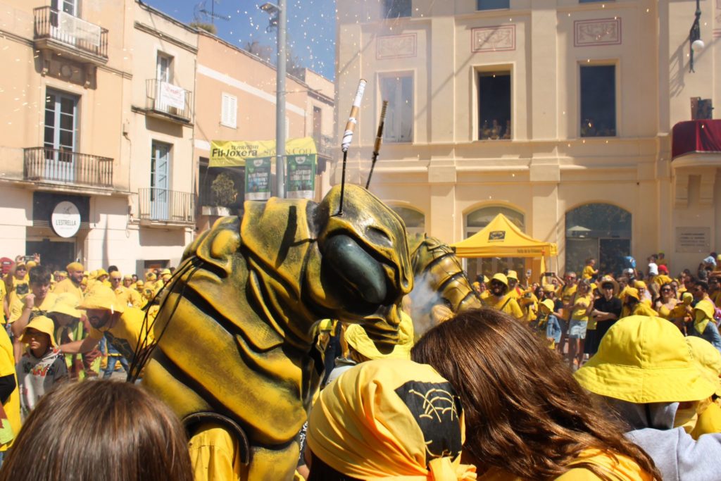 20240619-filloxeretes-juvenils