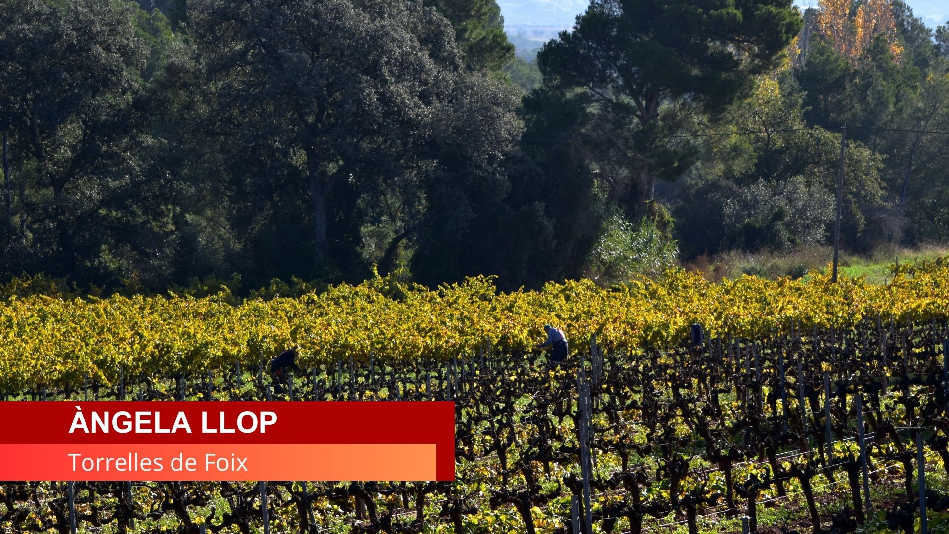 TEMPS PENEDÈS TV