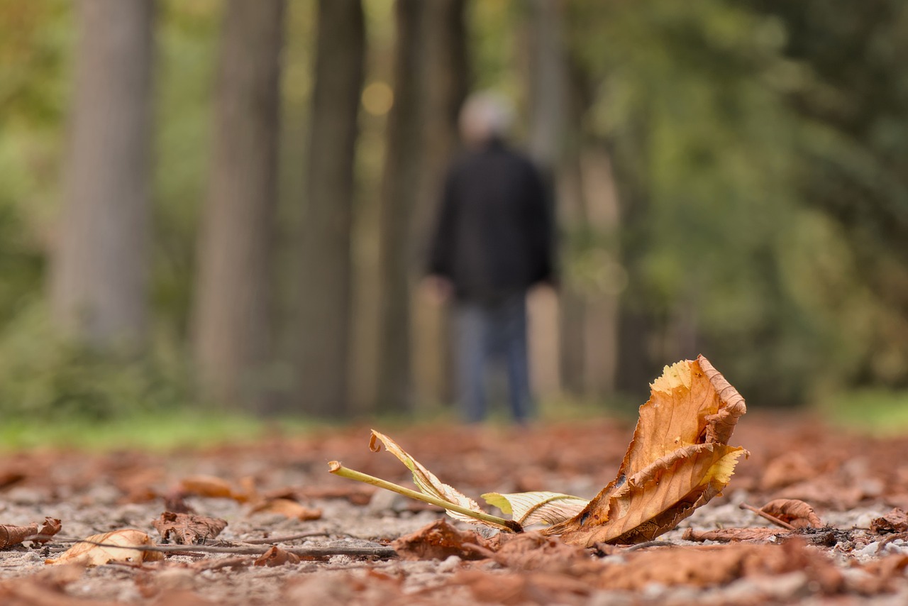 leaves-7434524_1280