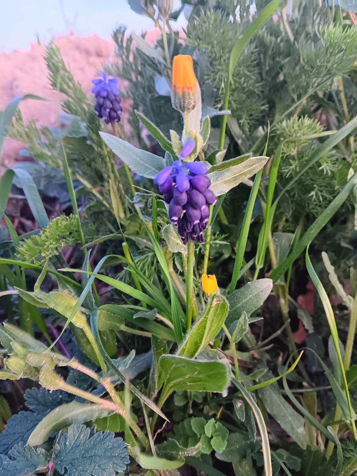 florsSantPau1_0