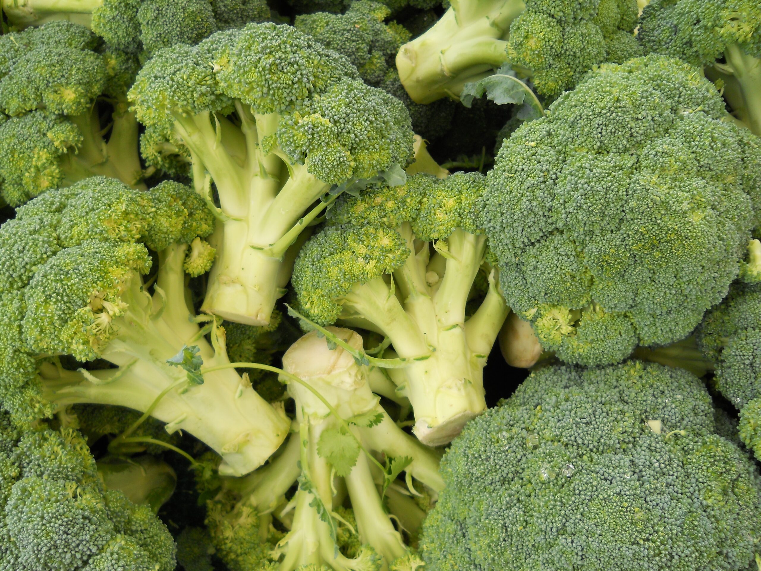 kgjerseth-broccoli-1629643