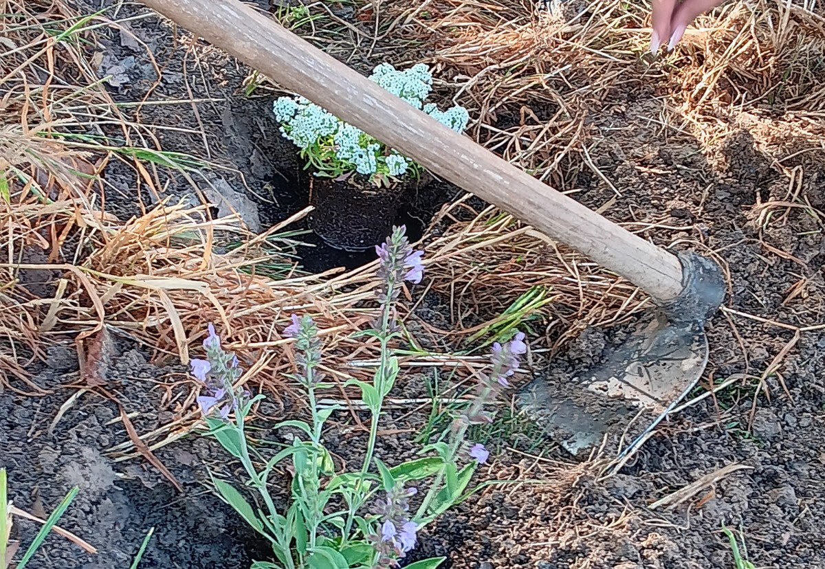 plantació1_0
